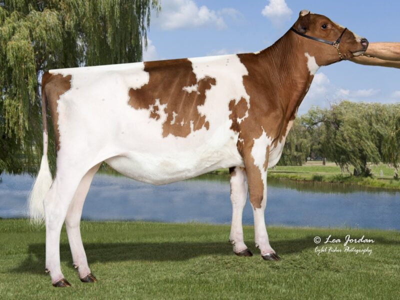 2nd Runner Up, Palmyra Predator B Ruthless ET (Forever Schoon Predator ET), Wolf, Cannon, Mackinson & Faber, Epworth, IA, USA