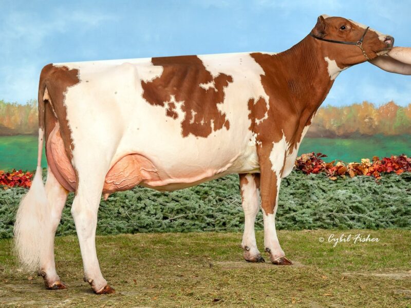 Champion & Peoples choice winner - Palmyra Predator B Ruthless-ET (Forever Schoon Predator) from Kurt Wolf + John Cannon, USA
