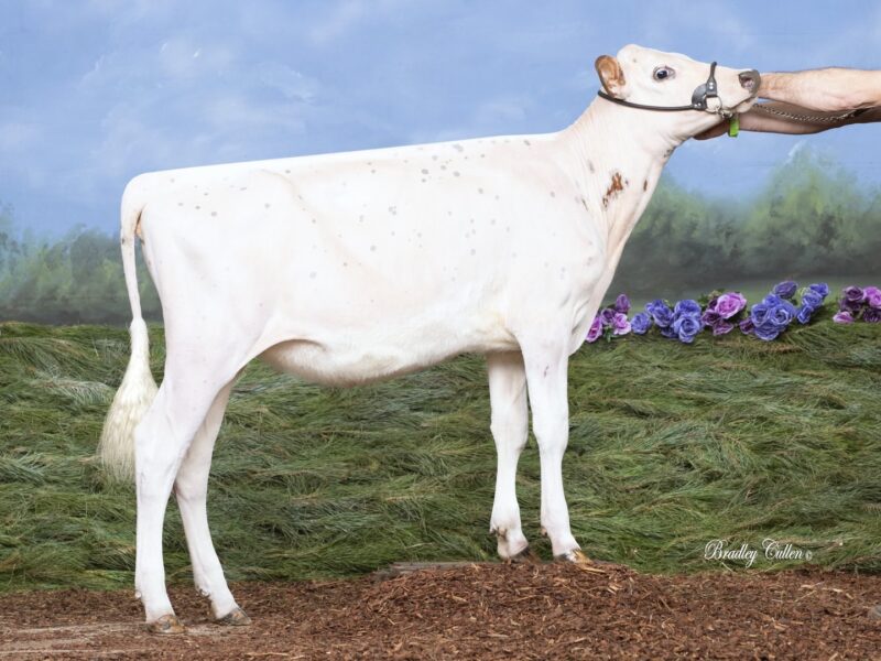 Joint 2nd Runner up - Parkville Reagan Prim (Palmyra Berkley Reagan), J Dillon, VIC, Australia