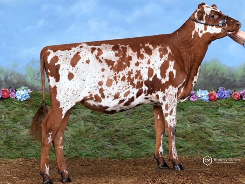 Reserve was Parkville Rockstar Lorna owned by James Dillon, Aus