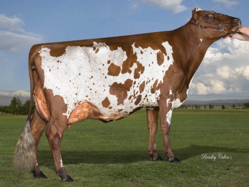 2nd Runner Up F3 - Pukekaraka Bdete Zippy (Palmyra Tri Star Burdette) Owned by Robinson Family NEW ZEALAND