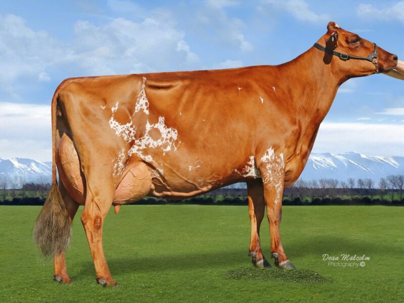 Champion - Pukekaraka Elle Delila (Haresfoot Elegant) from Glenalla Farm Ltd, NZ