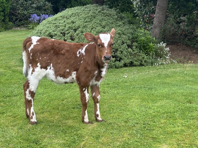 Top price live lot Ravenhill Panache Ethel 3 £4400