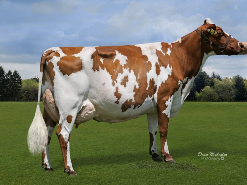 Champion was Rock View Tos Li’l ET owned by G & K Peters NZ
