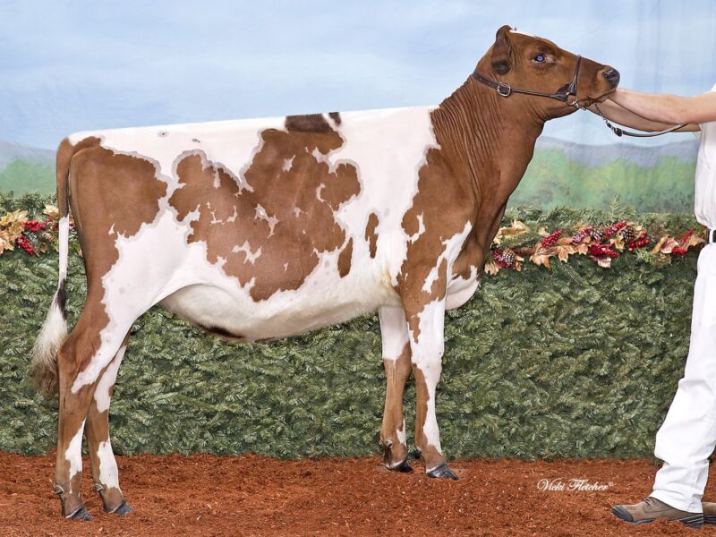 Runner Up B1 - Roussettes Chelyote Fifi (La Sapiniere Chelyote) Owned by A Bilodeau CANADA