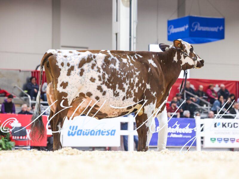Grand Champion Vieux Village Gentleman Joy