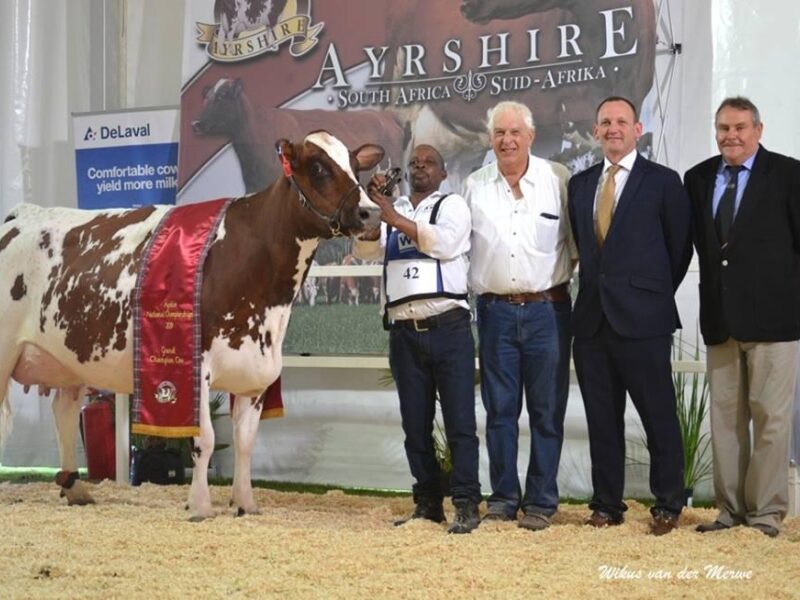 Grand Champion - Raigmore Doreen 34