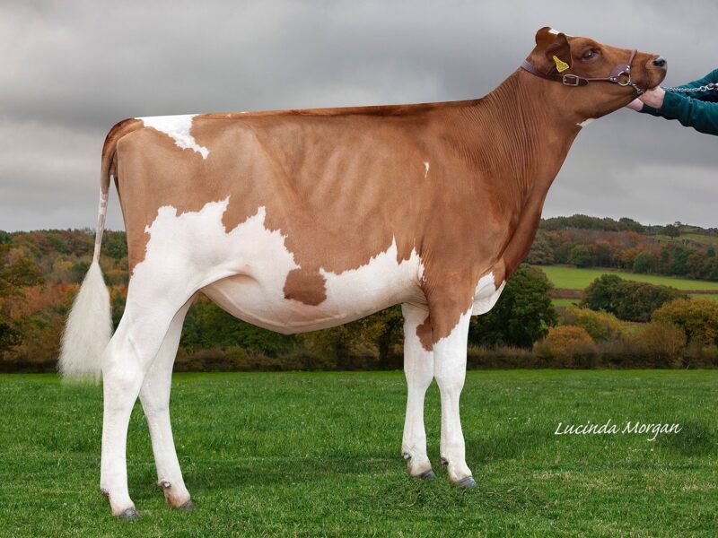 Champion was Sandyford Clolord Donella owned by E T Tomlinson & Son UK