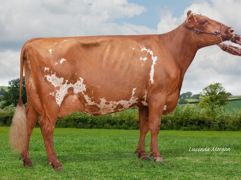 Reserve was Sandyford Real Punchy owned by C & C Creeper UK