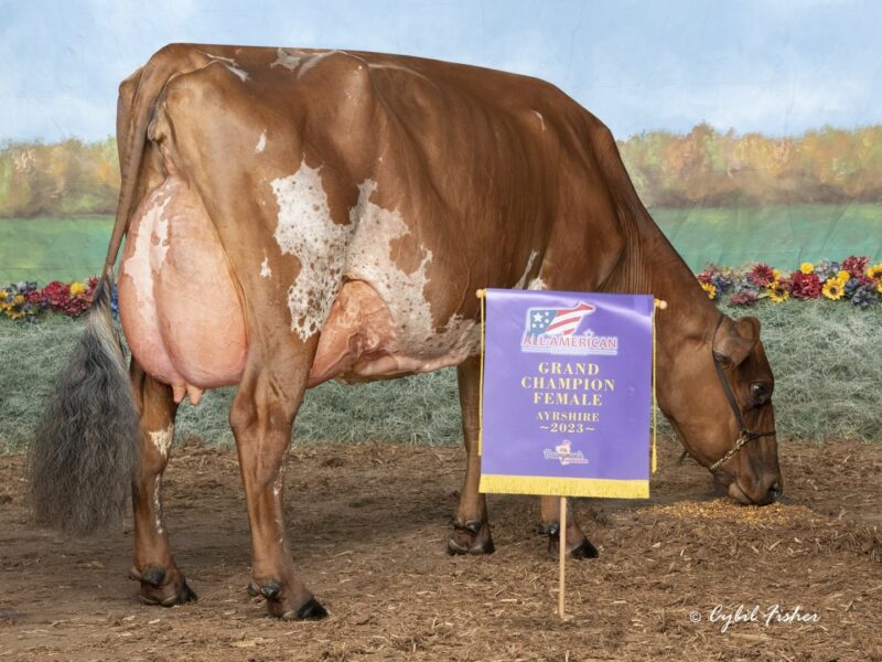 Top Price Embryos from Margot Precious £1700 each