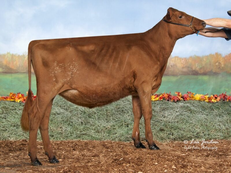 Champion & Peoples Choice is Sco-Lo Burdette Rev-ET owned by Cael, Chase & Caden Cannon, Dyersville, IA USA
