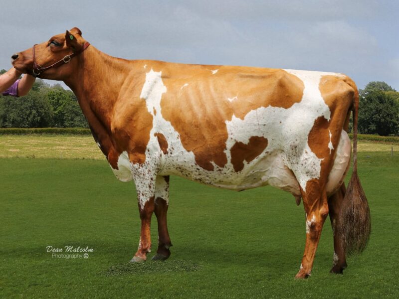 Reserve was Shardville Burs Flo S3A owned by P & H Baxter NZ
