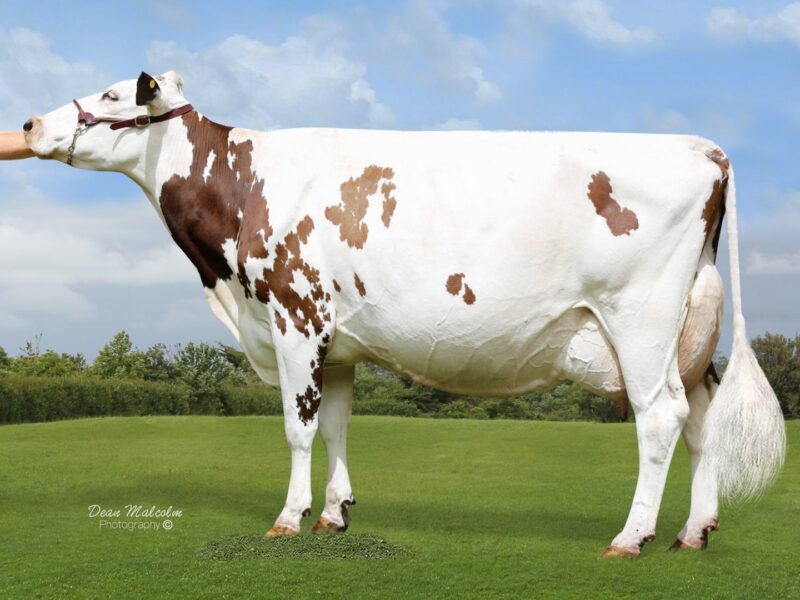 Honourable Mention - Shardville Frost ET S2A ( Woodland View Pardner) from Peter & Heather Baxter, NZ