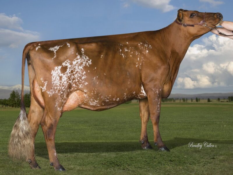 2nd Runner Up E3 - Sunshine Burdette Dale (Palmyra Tri Star Burdette) Owned by Sunshine Ayrshires - R & N Lawson NEW ZEALAND