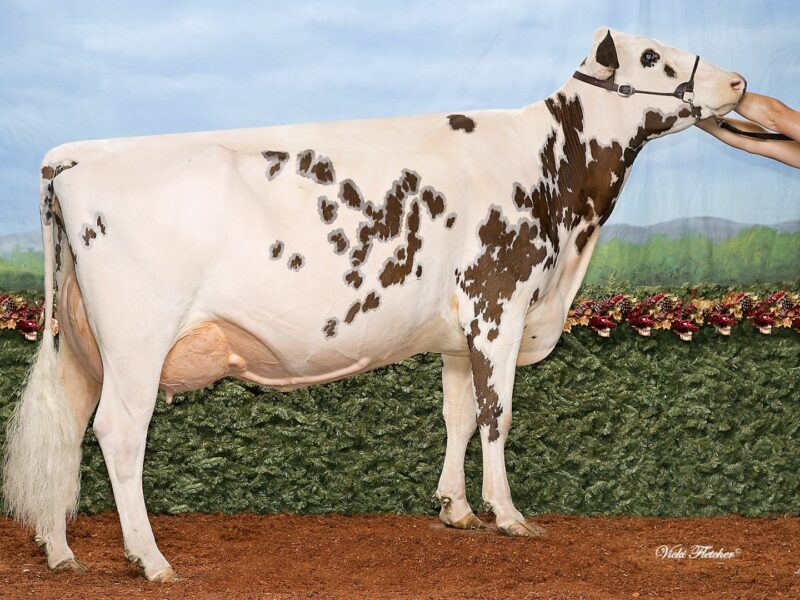 The Peoples Choice Winner F1 - Vieux Village BK Jewel CANADA
