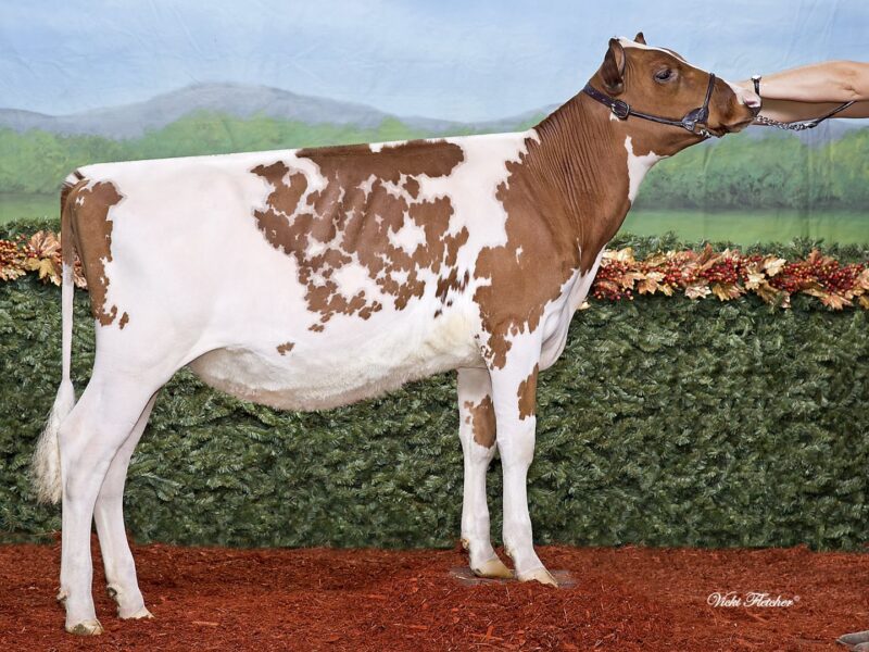 The peoples choice winner - Vieux Village C Jyp (Cedarvale Charleston) Owned by Florent, Vicky and Bianca Foley Canada