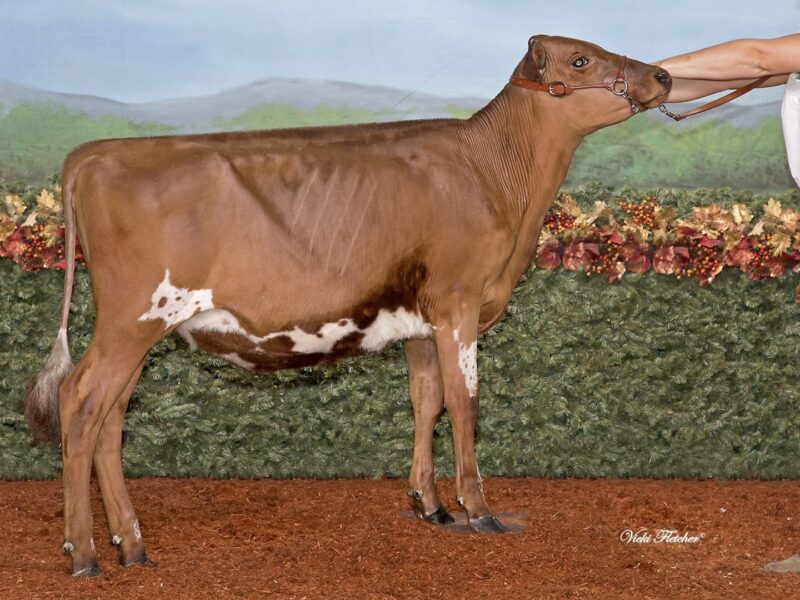 Runner Up - Vieux Village Gentleman (Duo Star Gentleman ET), Vicky & Bianca Foley, QC, Canada