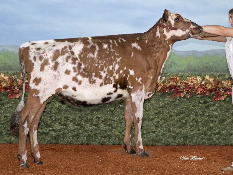 Winner - Vieux Village Gentlemen Joy (Duo Star Gentleman ET), Vicky & Bianca Foley, QC, Canada