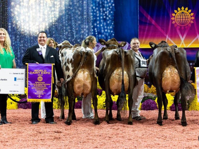 Grand Champion awards