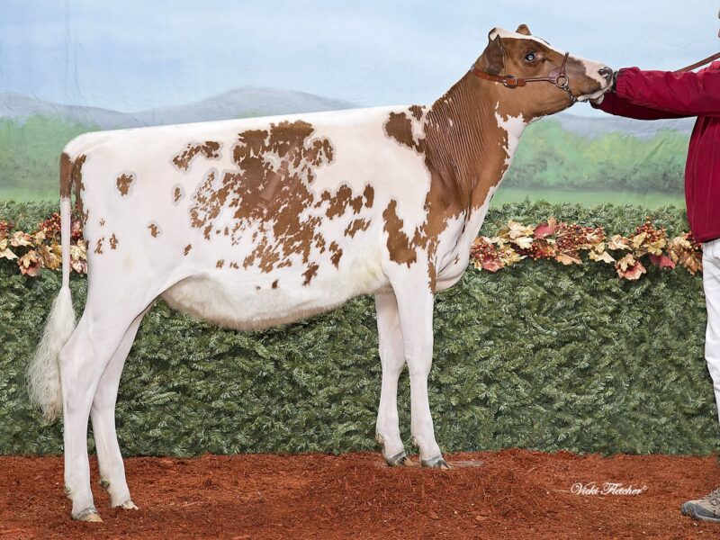 Winner - West Meadow Dingmac R Elegant - Sired by Palmyra Tri Star Reality Owned by I Dingwall and N Kittle Canada
