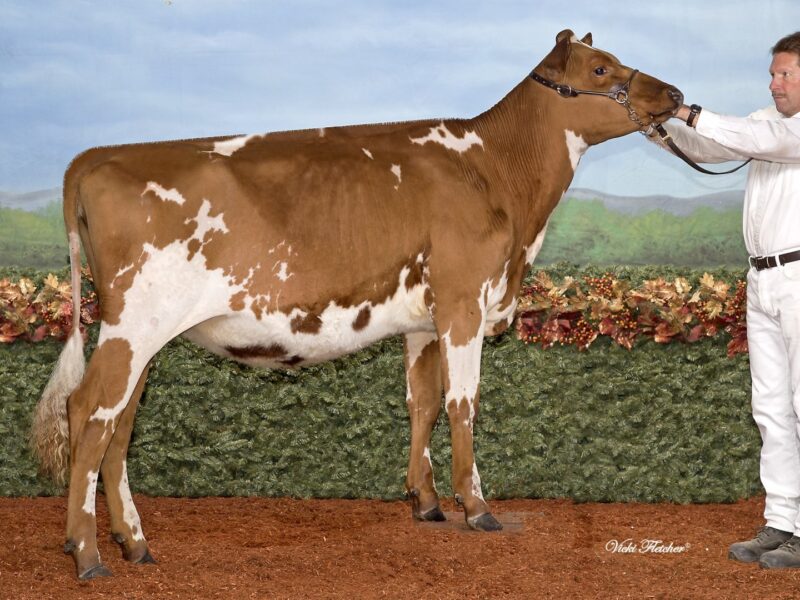 Runner Up - West Meadow Dingmac Dream Elly (Nexus Dreamer), Neil Kittle, Canada