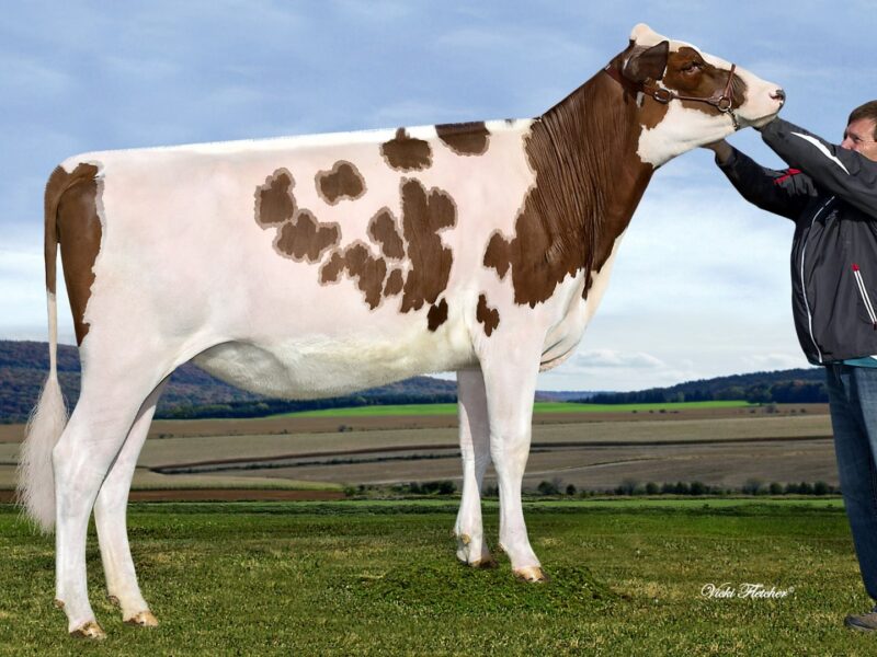 Runner Up D1 - West Meadow McKenzie (Forever Schoon Predator) Owned by N Kittle CANADA