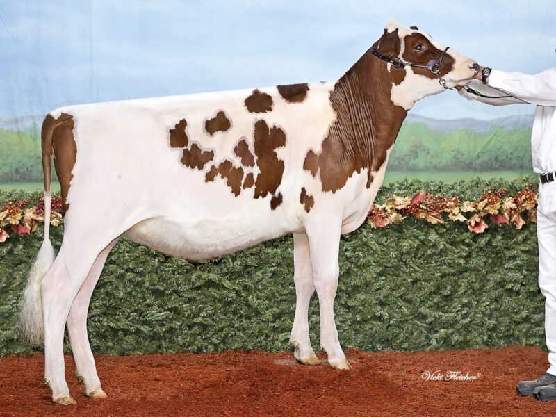 Second Runner Up - West Meadow McKenzie Sired by Forever Schoon Predator Owned by N Kittle Canada