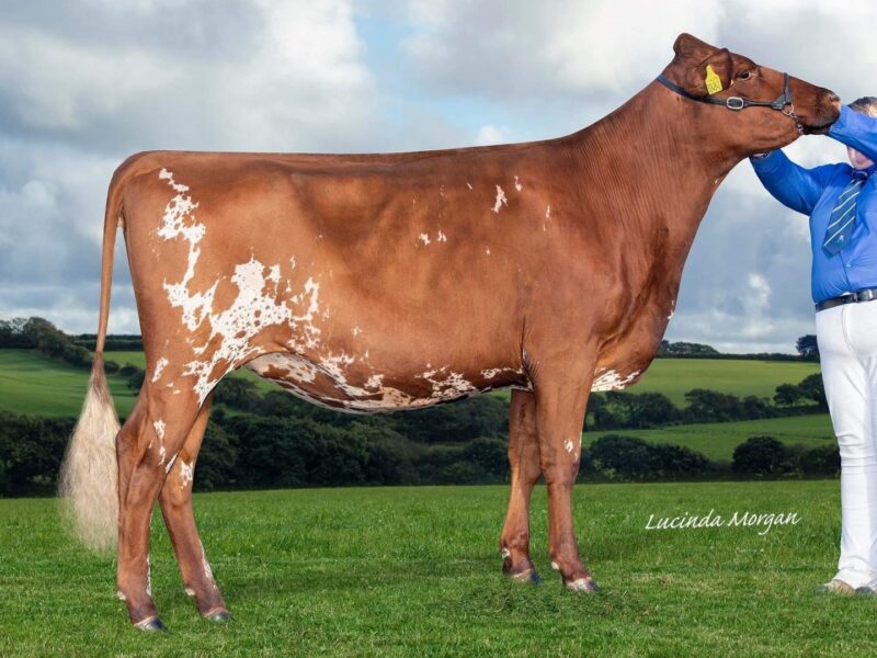 Honourable Mention - West Park Farms Alaska Pansy (7 Oakes Burdette Alaska) from Amy Wonnacott, UK